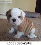 Ghyujik lovable english bulldog puppies