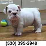 Sawe loveplayful english bulldog puppies