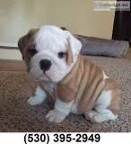 Regy loveplayful english bulldog puppies