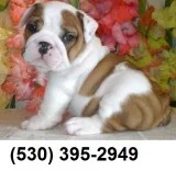 Axsdwe quality english bulldog puppies
