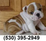 Hyrtyi lovable english bulldog puppies