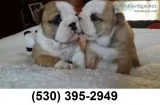 Dswe loveplayful english bulldog puppies