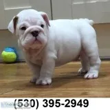 Sdfgsdgf cute english bulldog puppies