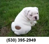 Bvnjuik quality english bulldog puppies