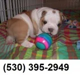 Cvbnmk quality english bulldog puppies