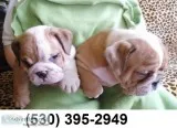Olkif loving two english bulldog puppies