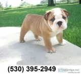 Rtyil loving two english bulldog puppies