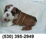 Dcerty quality english bulldog puppies