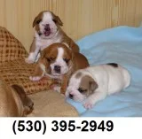 Jhjuygd perfect english bulldog puppies