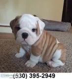 Fdghgh cute english bulldog puppies
