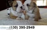 Vcgtyhu lovable english bulldog puppies
