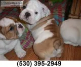 Sxaqer two english bulldog puppies ready
