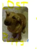 Lost dog - family member