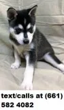 Brave alaskan klee kai s for sale