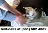 Comic alaskan klee kai 4 sale