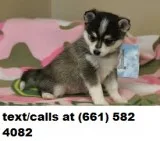 Pure-bred alaskan klee kai s for sale