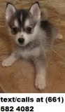 Anxious alaskan klee kai s for re-homing