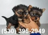 Vbnm 2 friendly yorkie puppies available