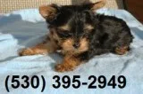 Mkij 2 friendly yorkie puppies available