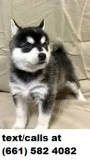 Crate-trained alaskan klee kai s 4sale