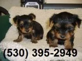 Kolpty affordable yorkie puppies two