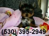 Gytghsd cute mf yorkie puppies cuty