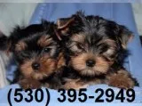 Vcfg 2 friendly yorkie puppies available