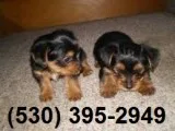 Wase 2 friendly yorkie puppies available