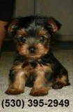 Huiopr affordable yorkie puppies two