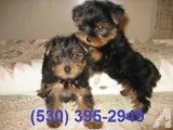 Xzasqw affordable yorkie puppies two
