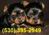Bnmk 2 friendly yorkie puppies available