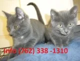 Idbqp russian blue kittens for sale 