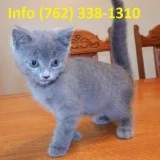 Fiyhv russian blue kittens for sale 