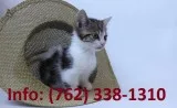 Wrhtn munchkin kittens for sale