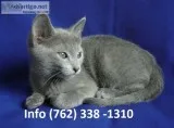Swkhp russian blue kittens for sale