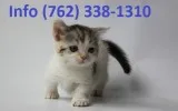 Wnakt munchkin kittens for sale 