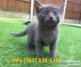 Qfjhvs russian blue kittens for sale 