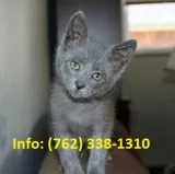 Pjrnb russian blue kittens for sale 