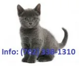 Lqvkig russian blue kittens for sale 