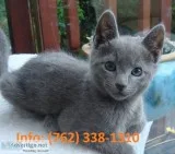 Gyjfki russian blue kittens for sale 