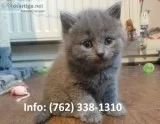 Inghak russian blue kittens for sale 