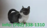 Sfokjg munchkin kittens for sale