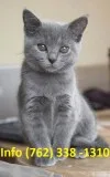 Anpltn russian blue kittens for sale 
