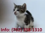 Psnfg munchkin kittens for sale 