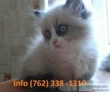 Uqldha munchkin kittens for sale 