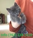 Wnbfva russian blue kittens for sale 