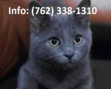 Vfmtls russian blue kittens for sale 