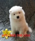 Muqf samoyed puppies for sale 