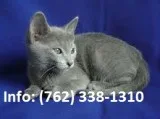 Scfrk russian blue kittens for sale