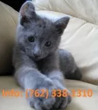 Edbtb russian blue kittens for sale 